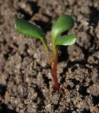 Oenothera macrocarpa