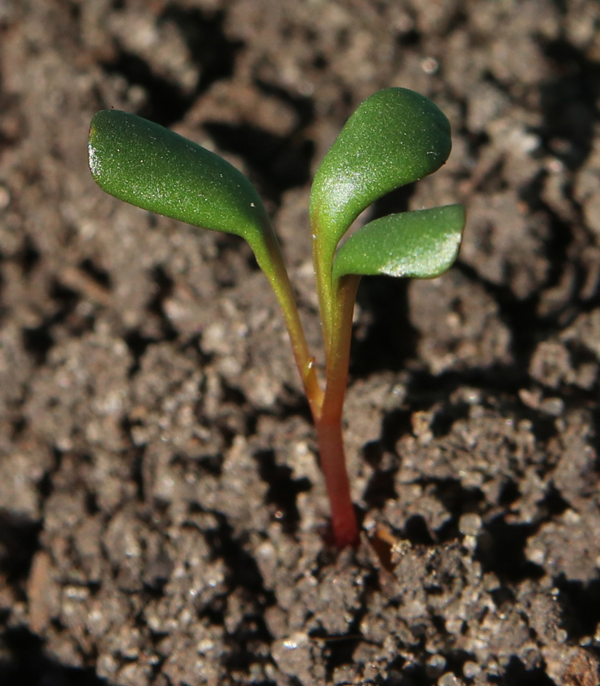 Image of Oenothera macrocarpa specimen.