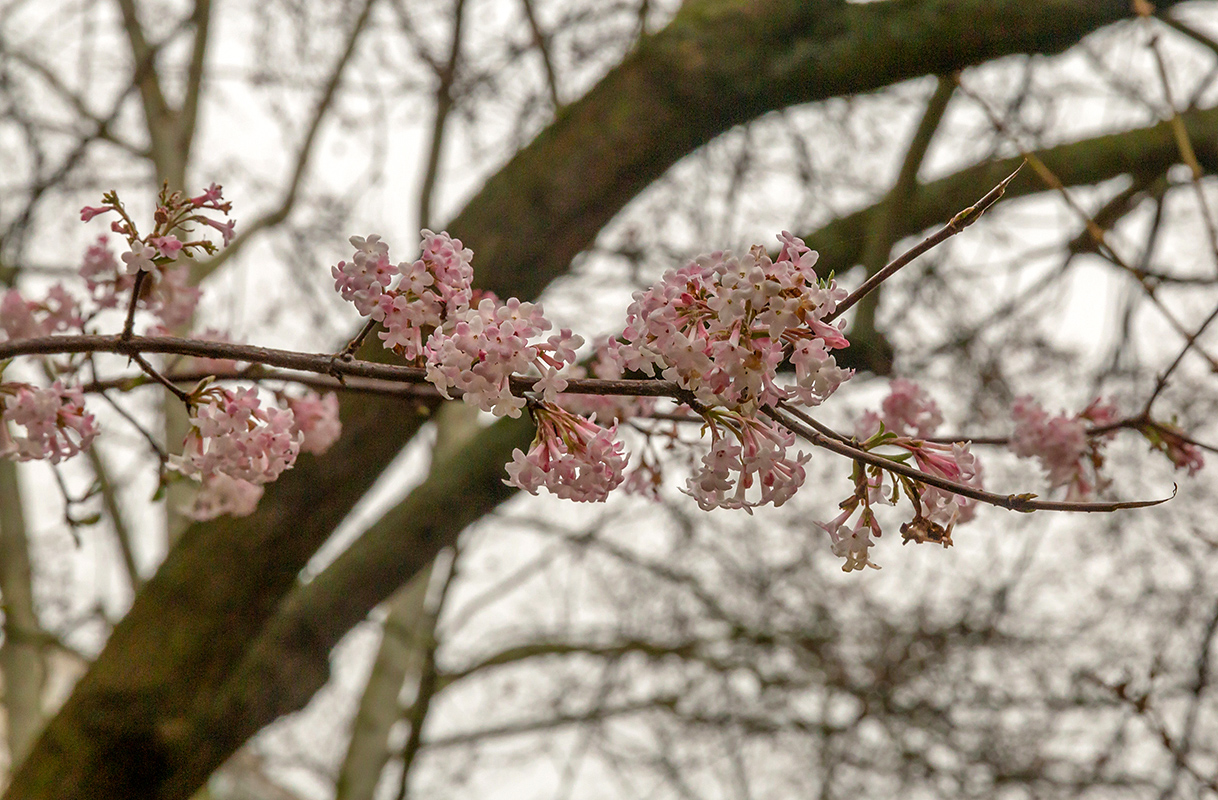 Image of Viburnum farreri specimen.