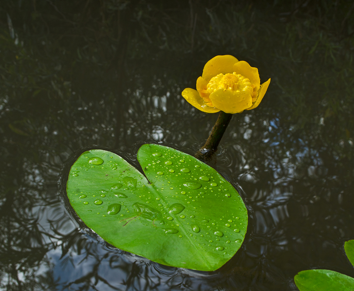 Image of Nuphar lutea specimen.