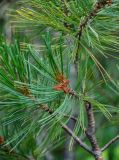 Pinus pumila. Верхушка ветви с микростробилами. Хабаровский край, р-н им. Полины Осипенко, долина р. Гремячий Лог, опушка хвойного леса. 19.07.2021.