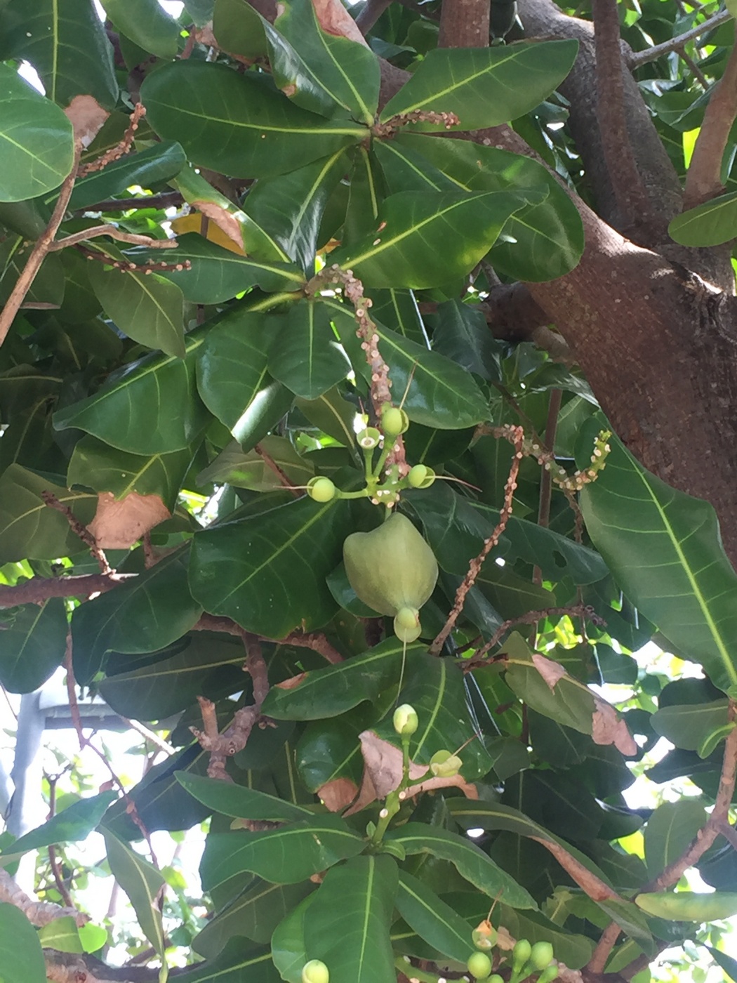 Изображение особи Barringtonia asiatica.