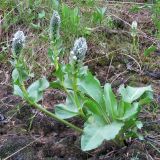 Lagotis minor
