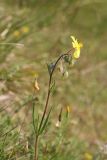 Tuberaria guttata