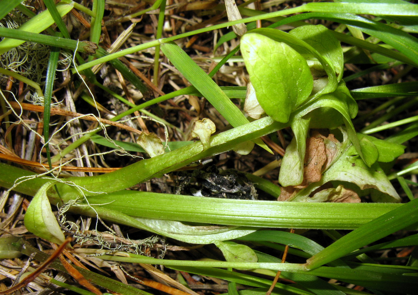 Image of Valeriana altaica specimen.