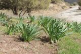 Ungernia victoris