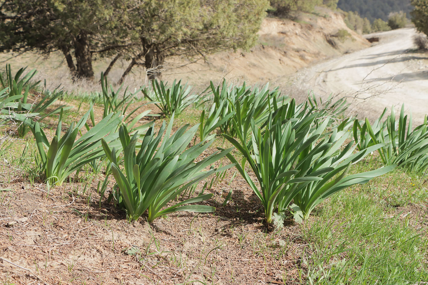 Image of Ungernia victoris specimen.