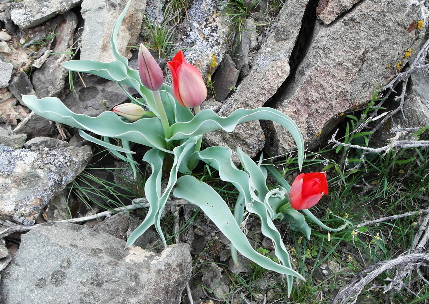 Image of Tulipa alberti specimen.