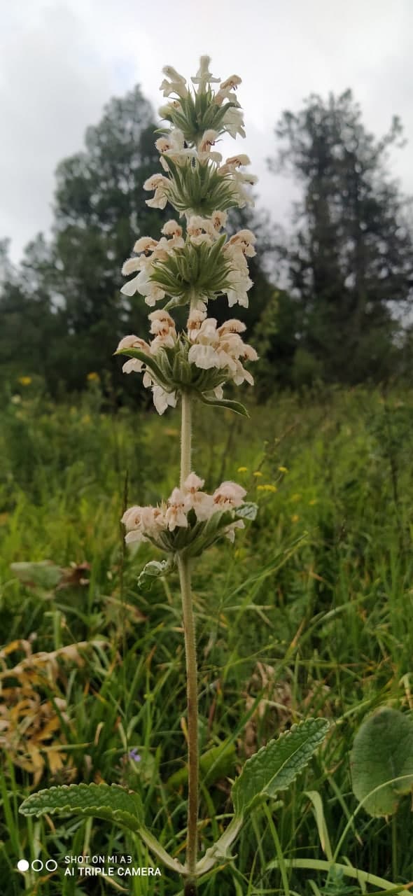 Изображение особи Phlomoides urodonta.