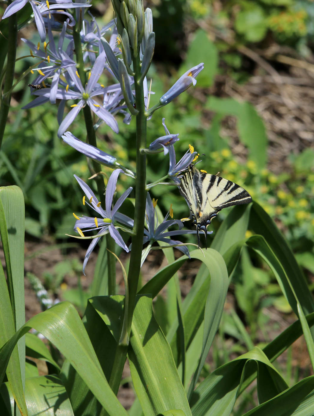 Изображение особи Camassia quamash.