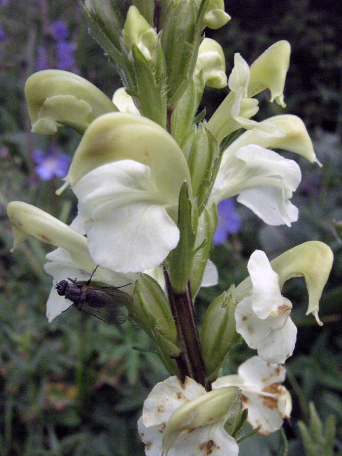 Image of Pedicularis dolichorrhiza specimen.