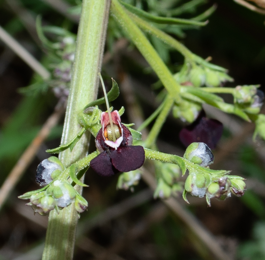 Image of Scrophularia xanthoglossa specimen.