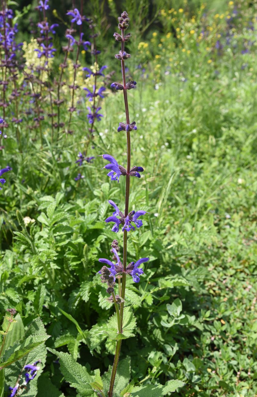 Изображение особи Salvia kuznetzovii.