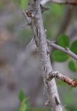 genus Rosa. Часть ветви. Дагестан, Левашинский р-н, окр. с. Цудахар, каменистый склон. 9 мая 2022 г.