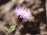 Syreitschikovia spinulosa. Верхушка побега с соцветием. Узбекистан, Ташкентская обл., Пскемский хр., ущелье Бадаксай, около 1850 м н.у.м., скалы. 20.07.2022.