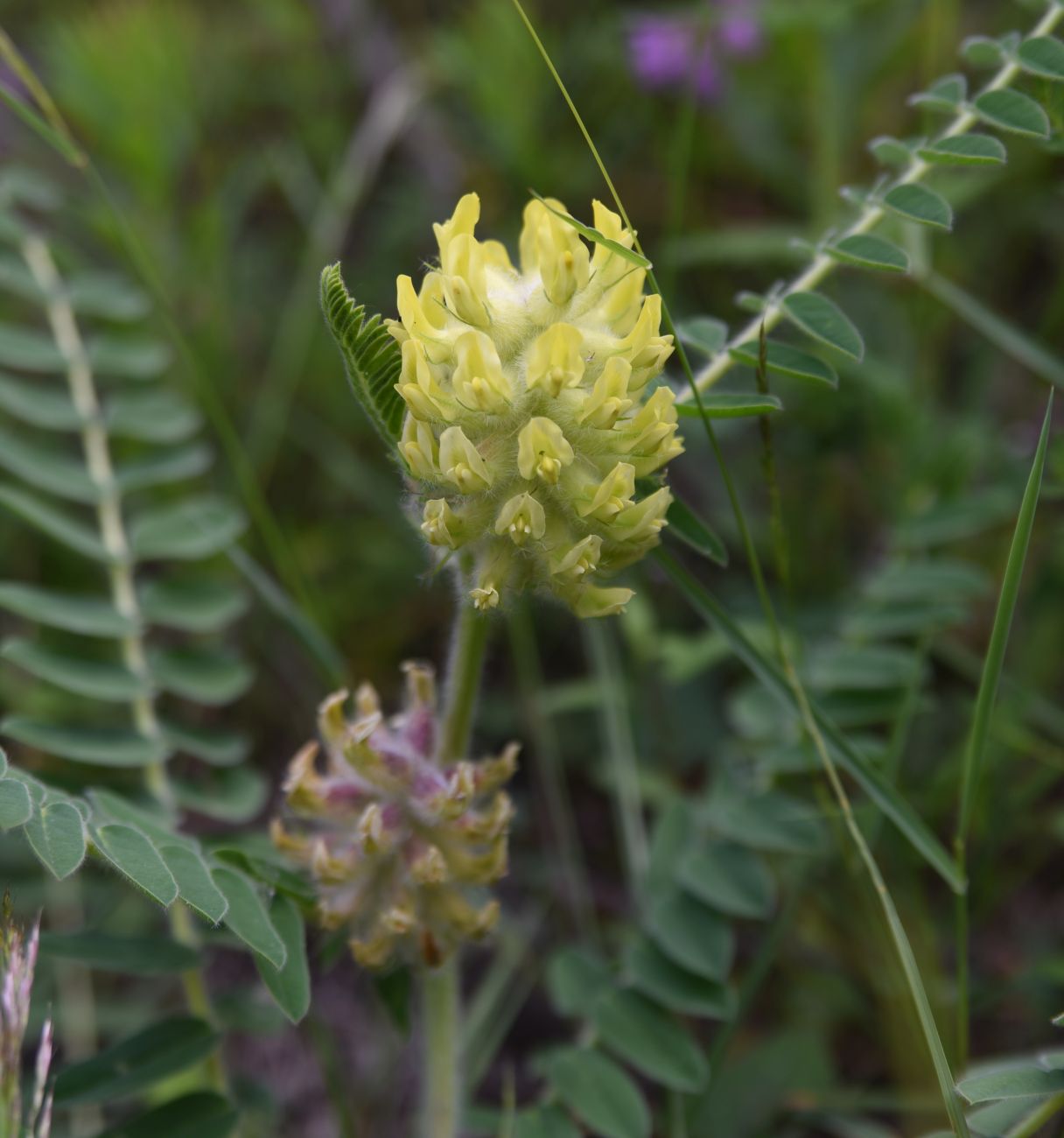 Image of Astragalus maximus specimen.