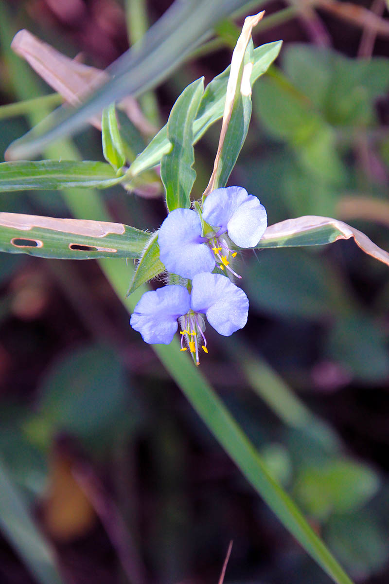 Image of genus Commelina specimen.