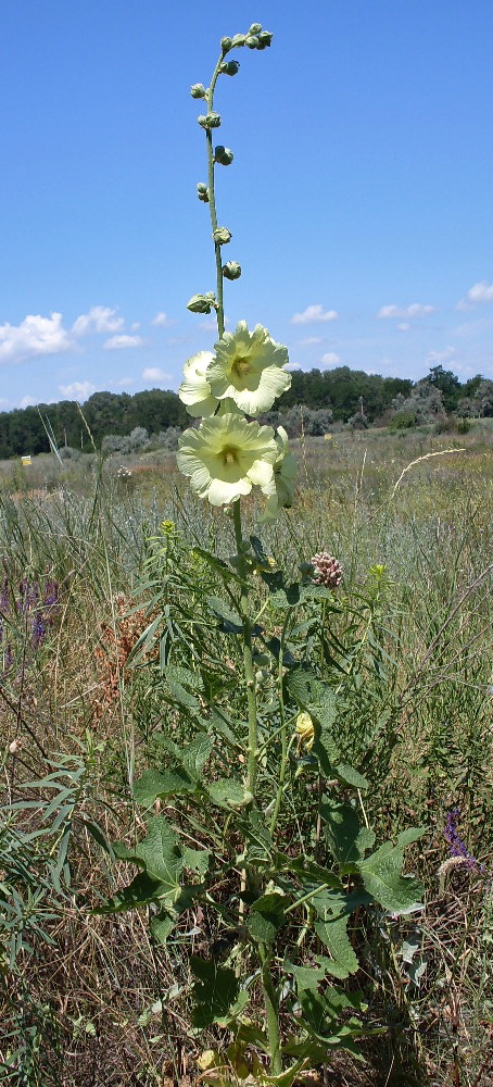 Изображение особи Alcea rugosa.