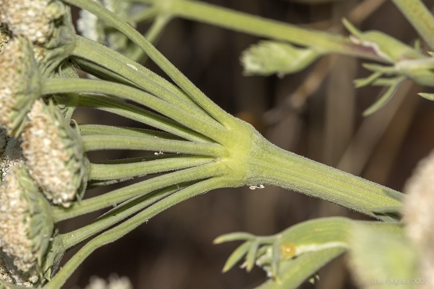 Image of Seseli gummiferum specimen.