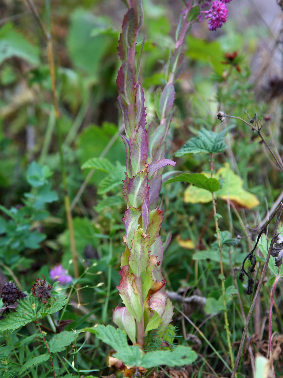 Image of Hylotelephium triphyllum specimen.