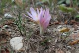 Colchicum umbrosum. Цветущее растение. Краснодарский край, м/о г. Геленджик, окр. с. Прасковеевка, обочина лесной дороги. 17.09.2022.