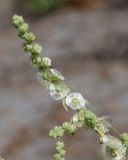 Salsola incanescens. Верхушка веточки с плодами. Узбекистан, Ферганская обл., Язъяванский р-н, Язъяванские пески, частично закреплённые дюны. 15 сентября 2022 г.