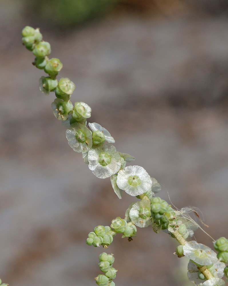 Image of Salsola incanescens specimen.