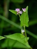 Truellum thunbergii. Верхушка побега с соцветием. Курильские о-ва, о-в Кунашир, берег оз. Лагунное, у воды. 18.08.2022.