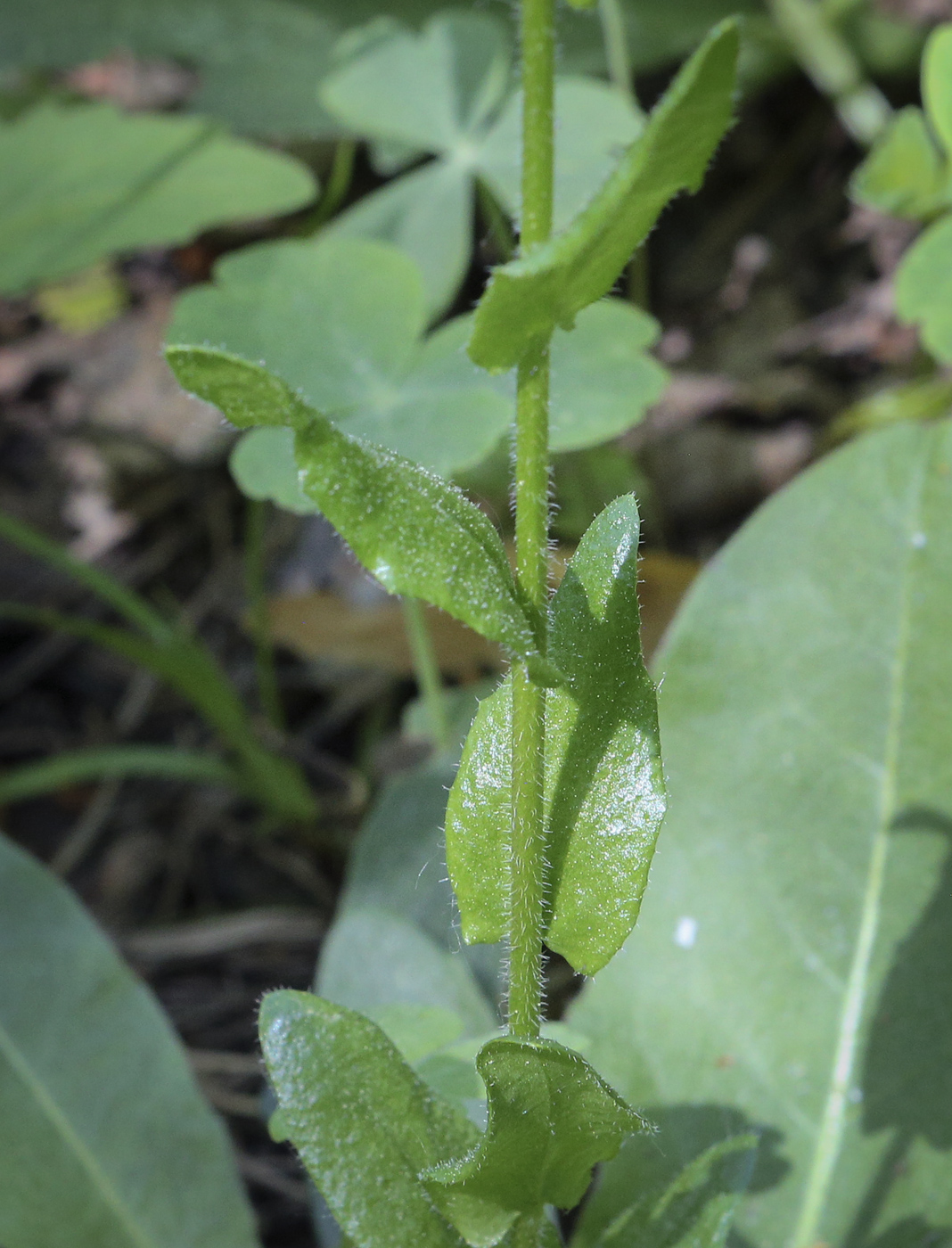 Изображение особи Arabis borealis.