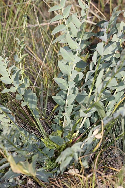 Изображение особи Astragalus subbarbellatus.