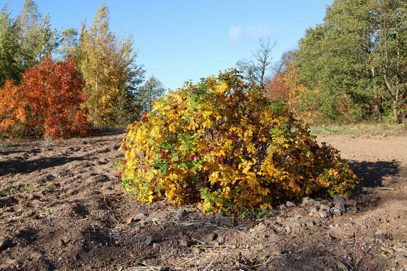 Image of Rosa rugosa specimen.