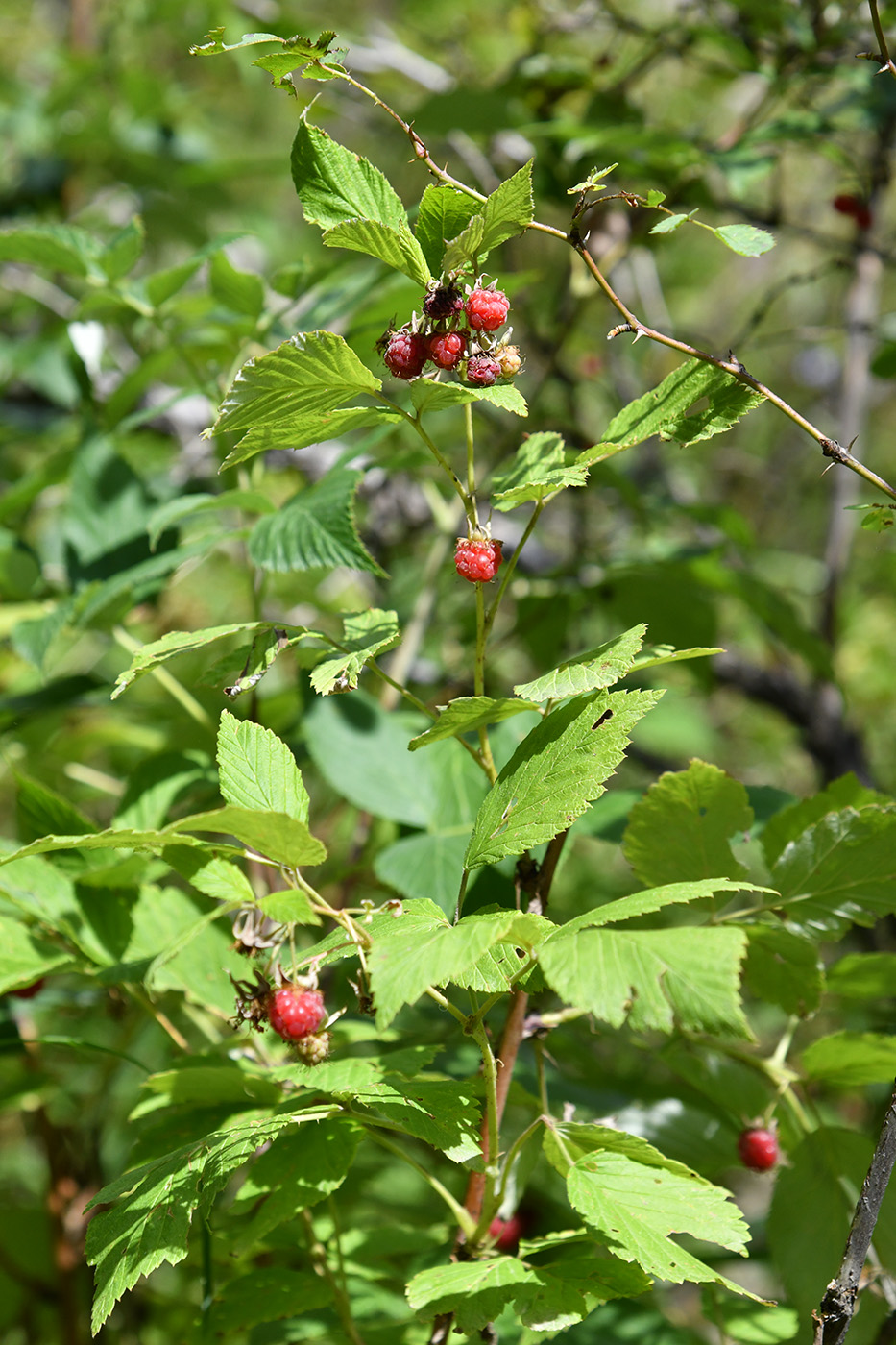 Image of Rubus idaeus specimen.