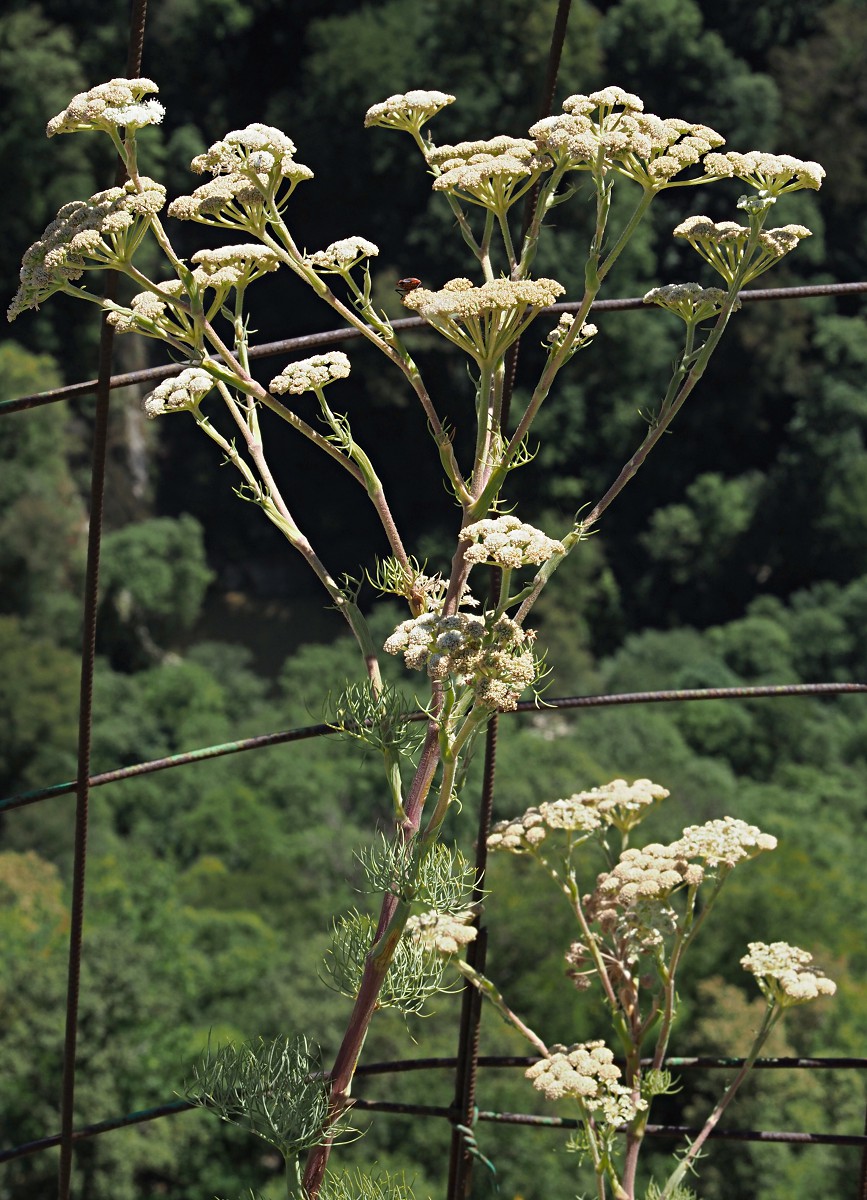 Image of Seseli rupicola specimen.