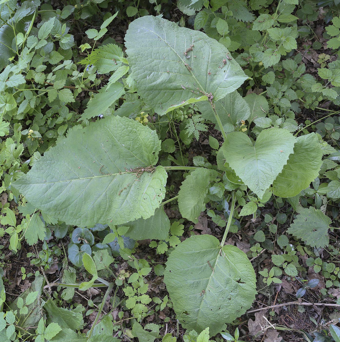 Изображение особи Telekia speciosa.