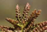 genus Cyperus