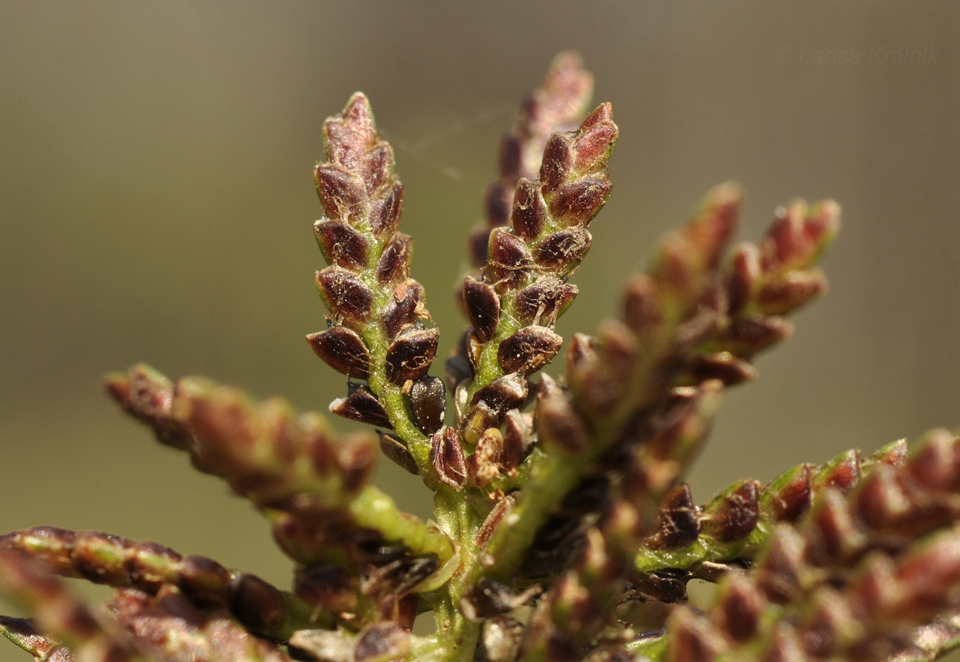 Image of genus Cyperus specimen.