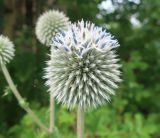 Echinops sphaerocephalus