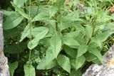 Senecio propinquus. Части побегов (слева - Rumex acetosa). Республика Ингушетия, Джейрахский р-н, окр. альплагеря \"Кязи\", выс. 1960 м н.у.м, между глыбами. 23 июля 2022 г.