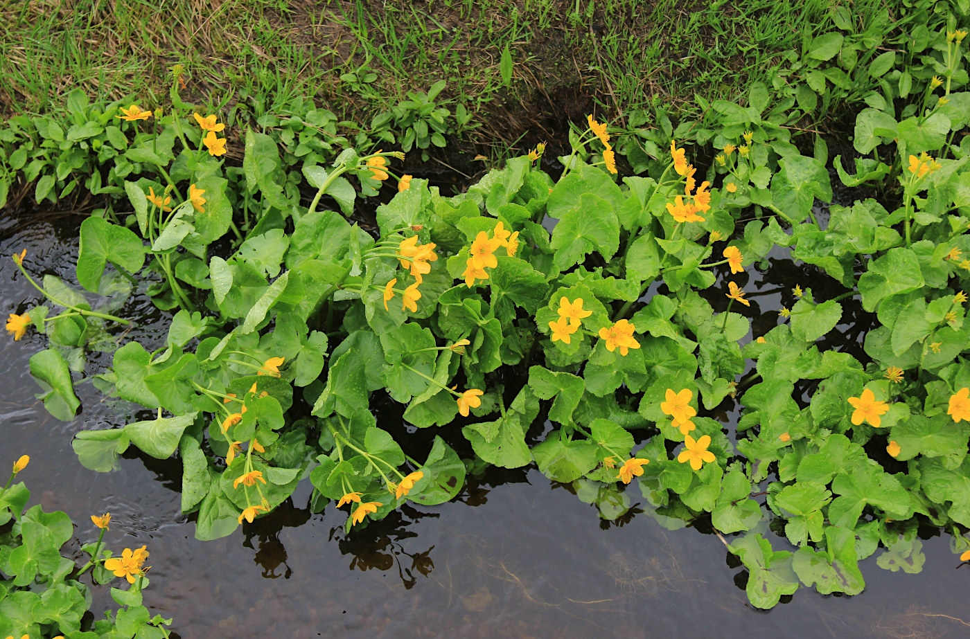 Изображение особи Caltha polypetala.