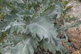 Onopordum acanthium