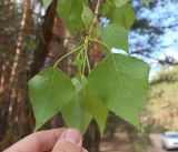 Image of taxon representative. Author is Вадим Рыбаков