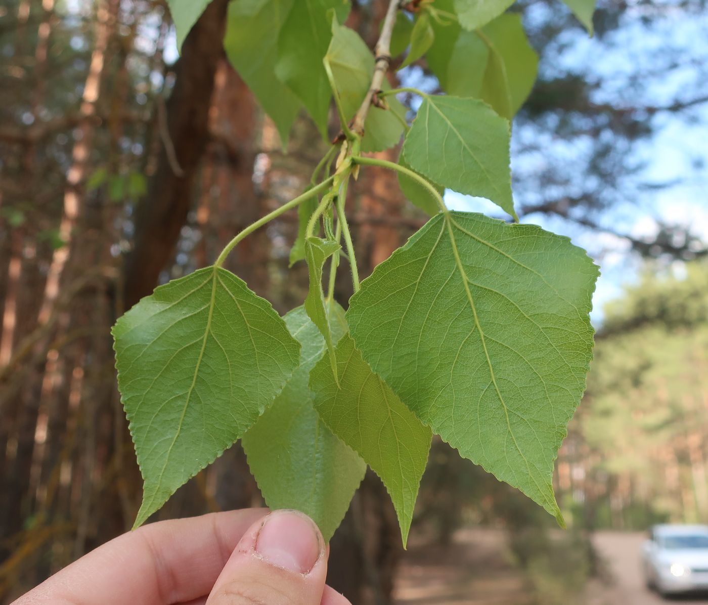 Image of genus Populus specimen.