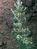 Suaeda crassifolia. Верхушка веточки. Узбекистан, Бухарская обл., берег солёного озера Денгизкуль. 05.06.2009.