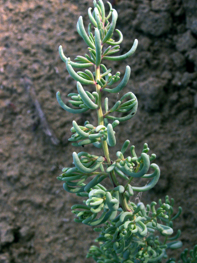 Image of Suaeda crassifolia specimen.