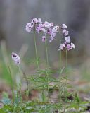 Cardamine trifida. Цветущие растения. Амурская обл., Хинганский заповедник, отроги Малого Хингана, басс. р. Дыроватка, лиственный лес. 20.05.2022.