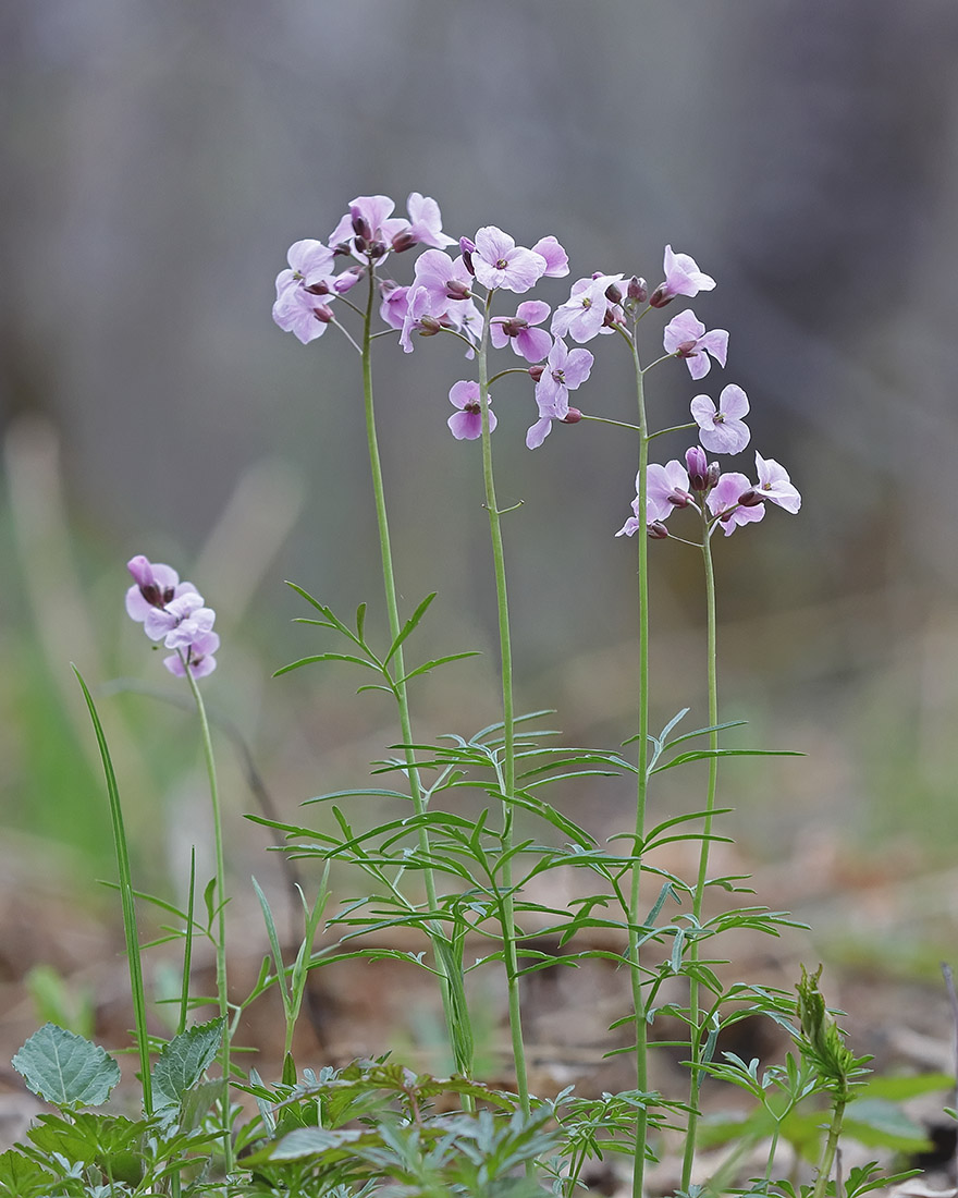 Изображение особи Cardamine trifida.