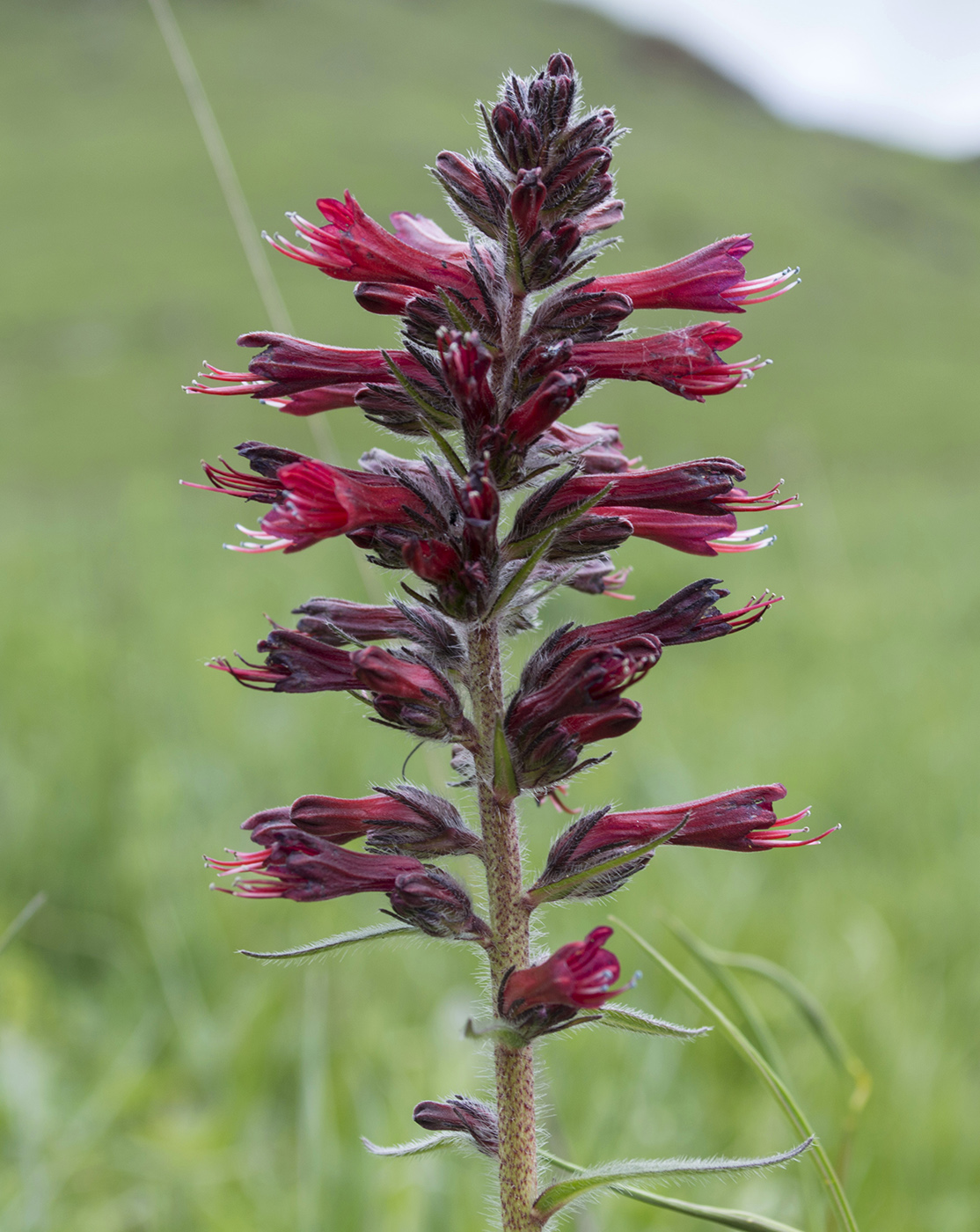 Изображение особи Echium russicum.