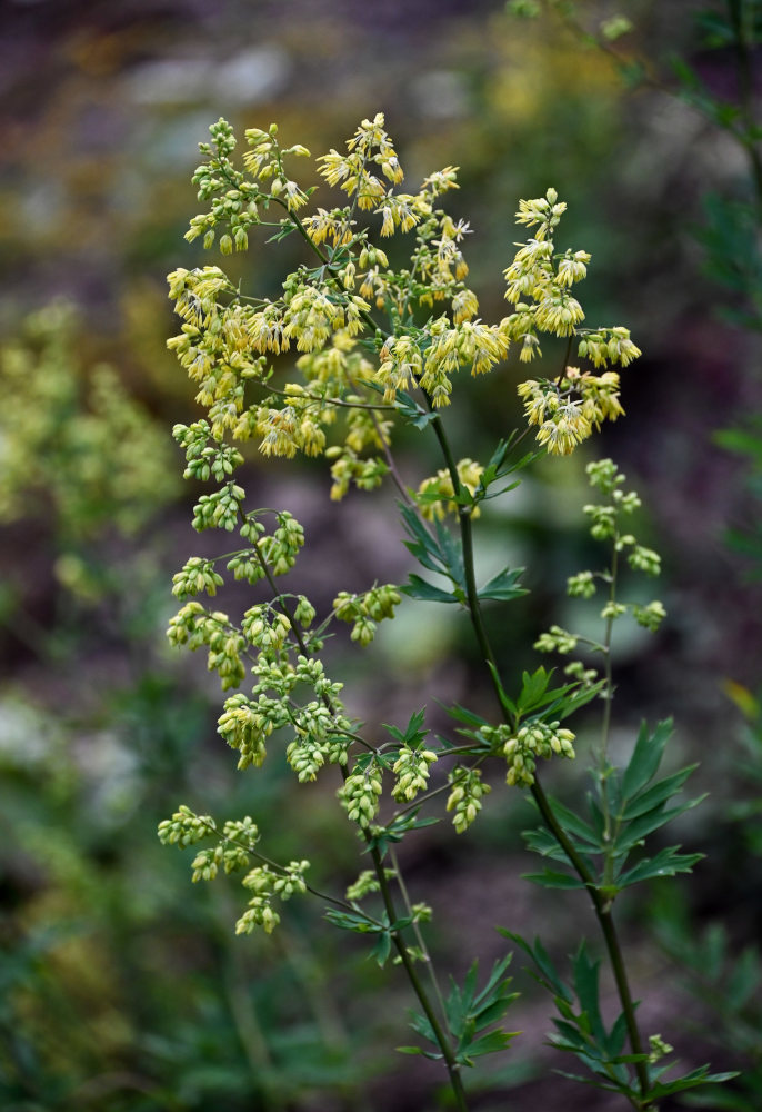Image of Thalictrum minus specimen.