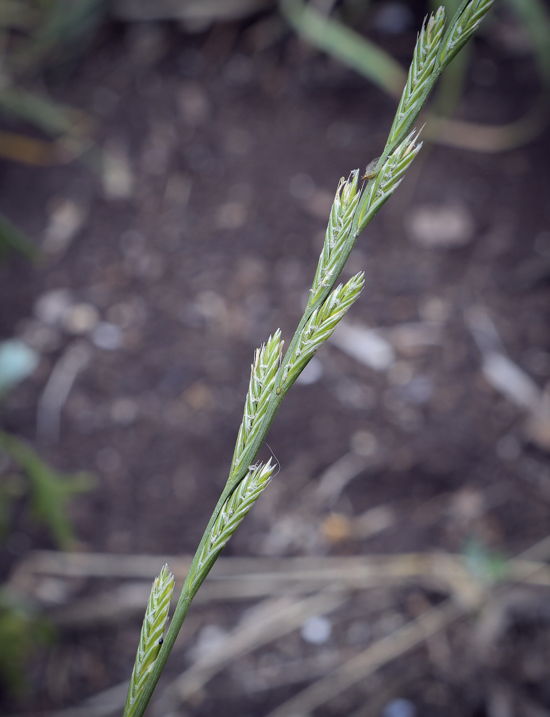 Image of Lolium multiflorum specimen.