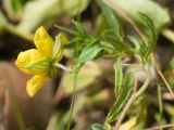 Helianthemum ovatum